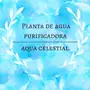 Logo en Trimore de Celestial SPA